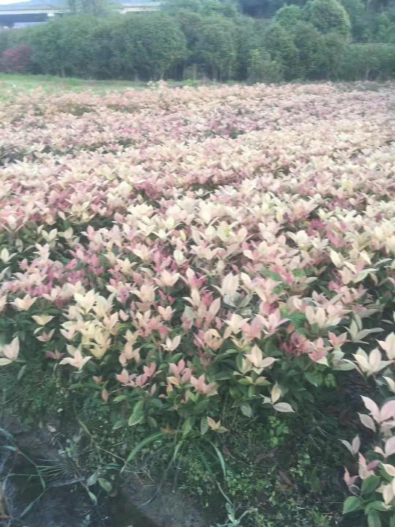 珍珠彩叶桂桂花树苗庭院园林绿化花卉学校室外花坛浓香型苗木