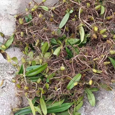 石橄榄