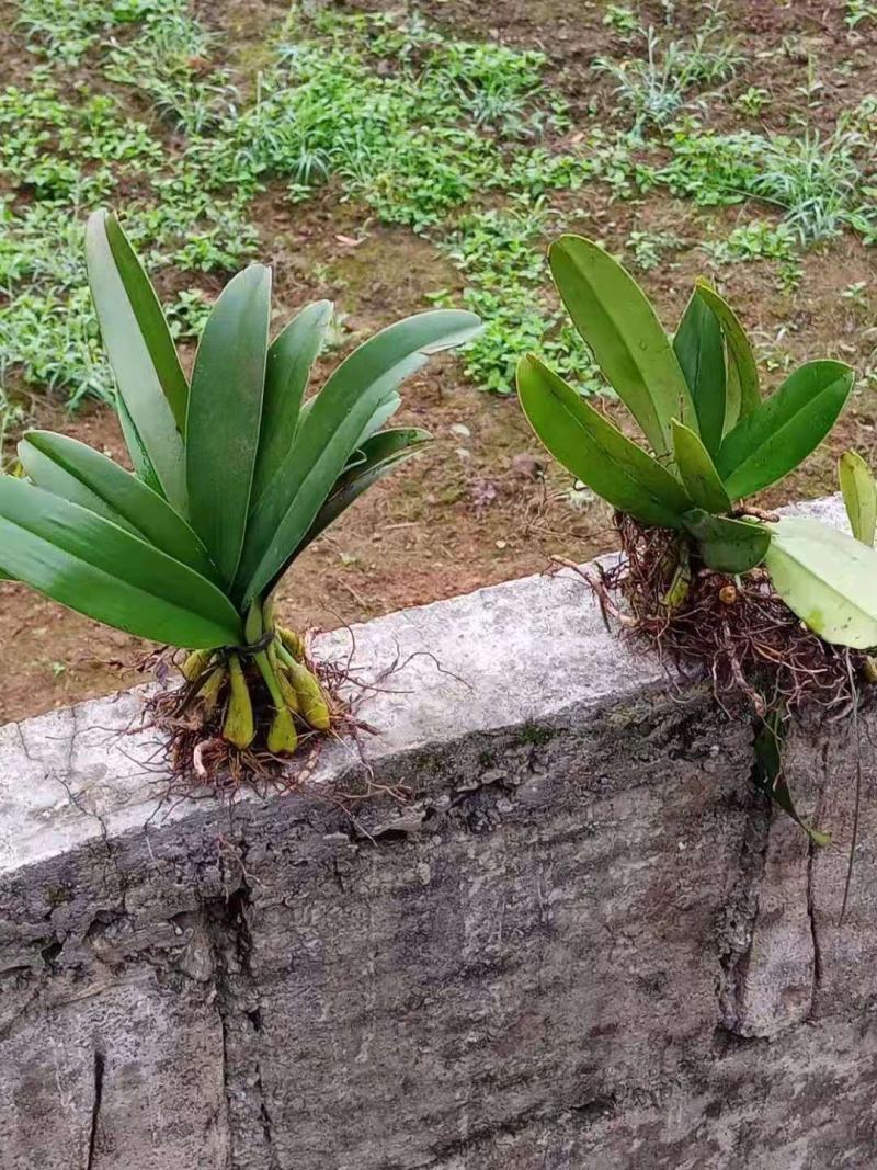 石橄榄