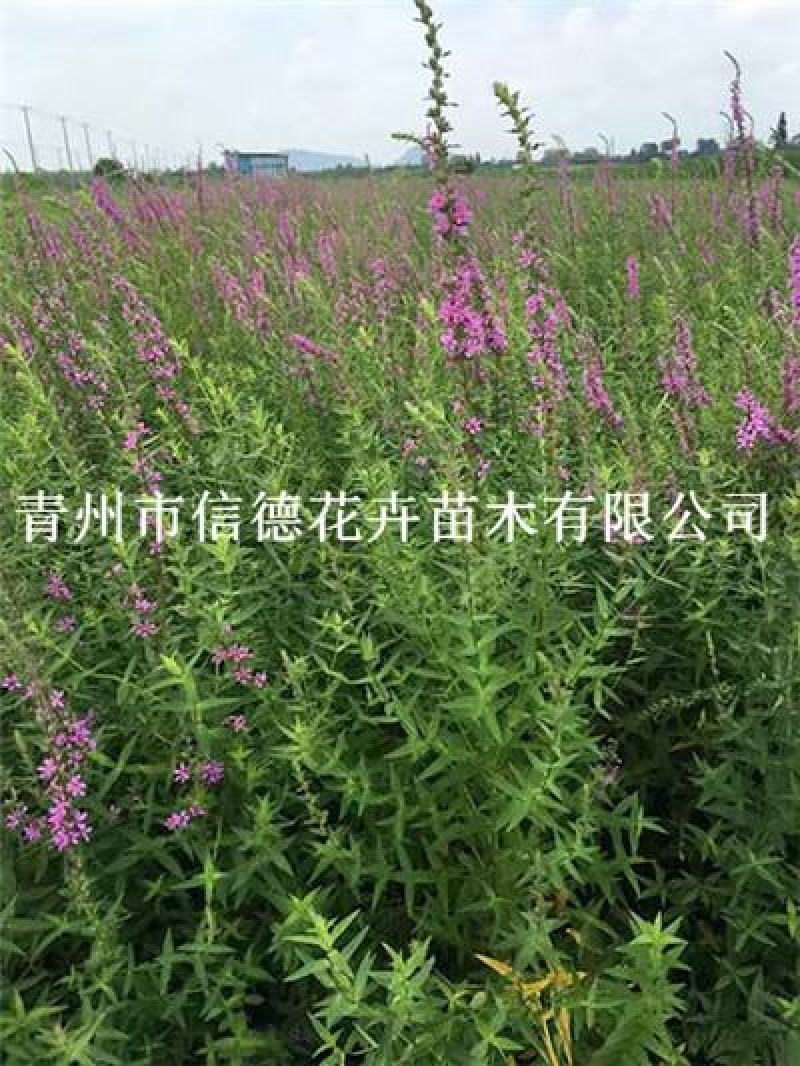千屈菜，自产自销，育苗基地