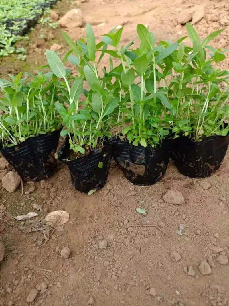 千屈菜，自产自销，育苗基地