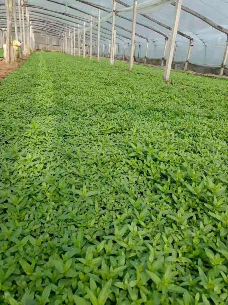 千屈菜，自产自销，育苗基地