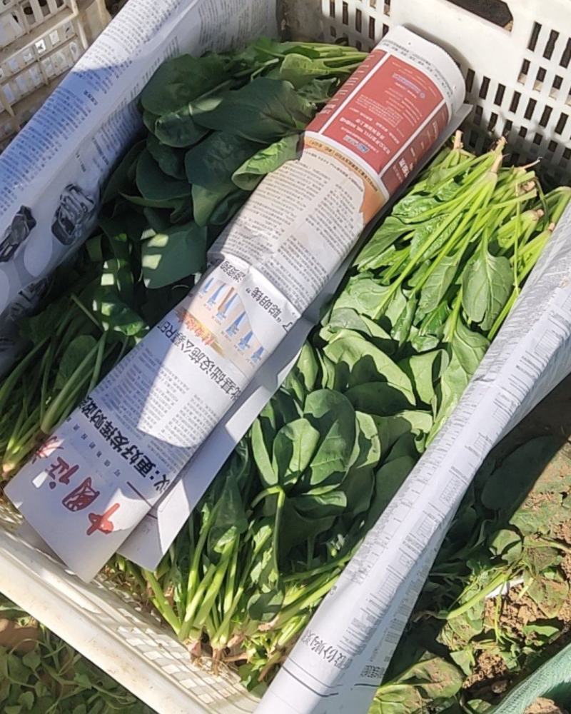 精品菠菜