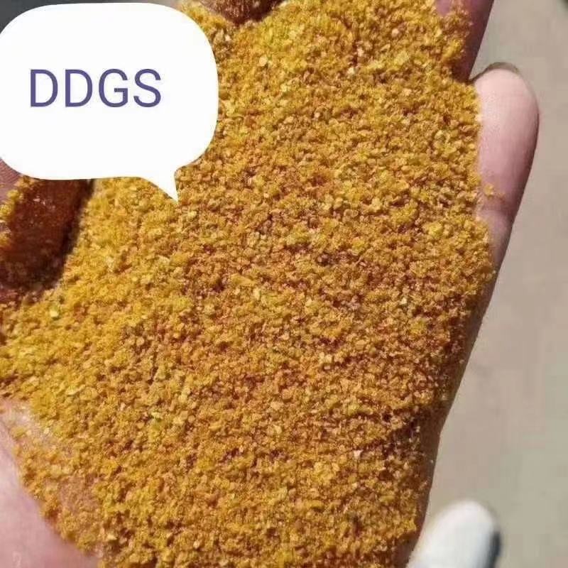 DDGS玉米酒糟装车发走全国发货，诚信经营。