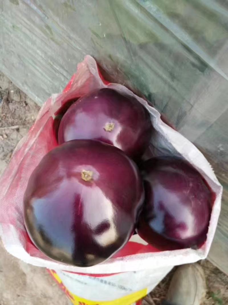 茄子