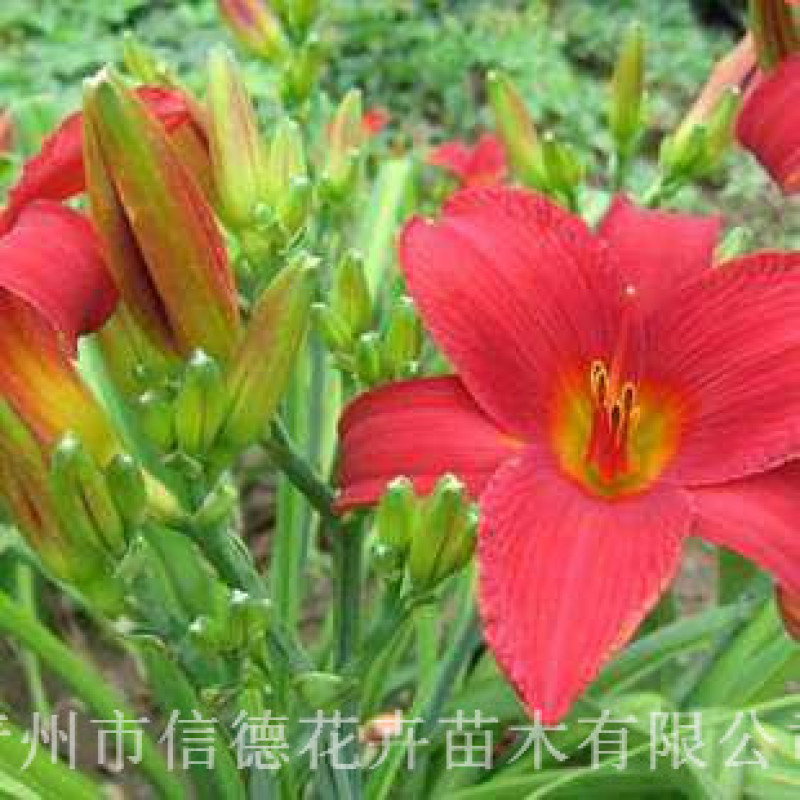 红花萱草，自产自销，价格实惠，一手货源，种植基地