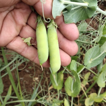 代办架豆王，无筋豆，豌豆荚蔬菜