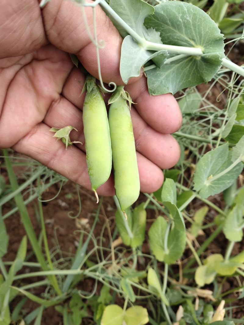 代办架豆王，无筋豆，豌豆荚蔬菜