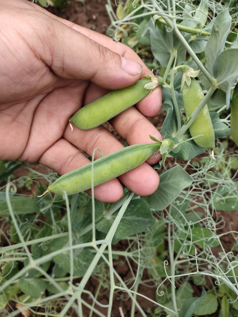 代办架豆王，无筋豆，豌豆荚蔬菜