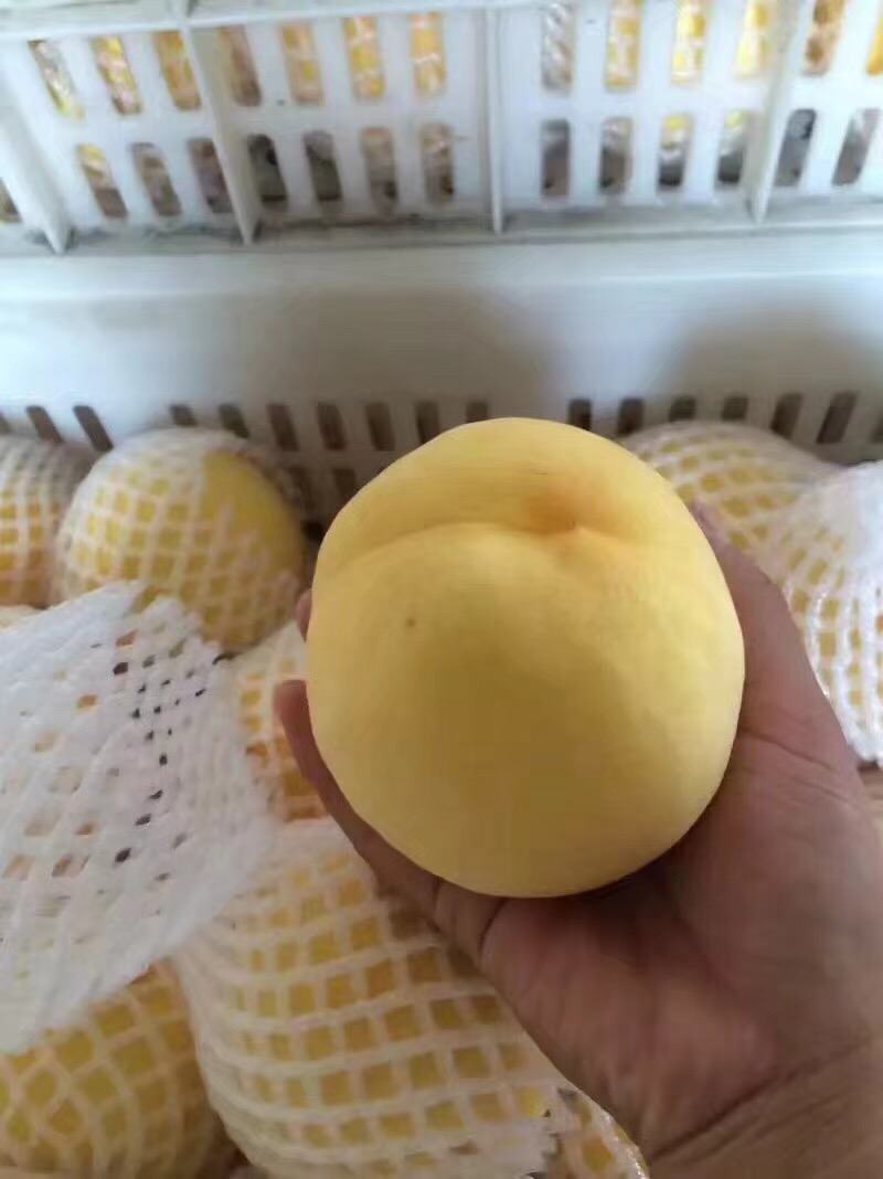 山东蒙阴黄毛桃锦绣黄桃现摘现发新鲜包邮