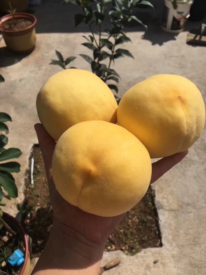 山东蒙阴黄毛桃锦绣黄桃现摘现发新鲜包邮