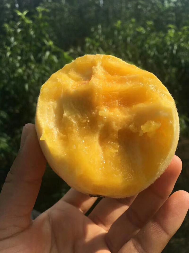山东蒙阴黄毛桃锦绣黄桃现摘现发新鲜包邮
