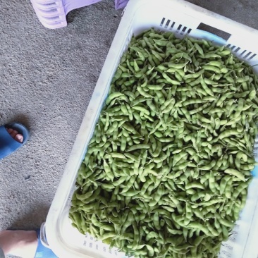 毛豆大量上市