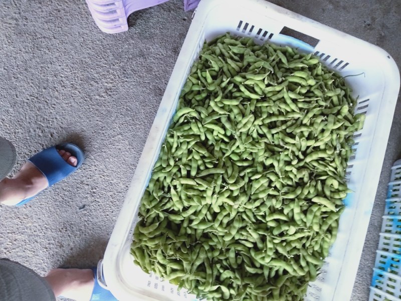 毛豆大量上市