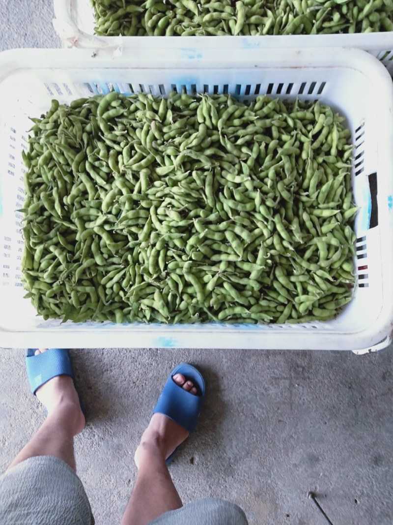 毛豆大量上市