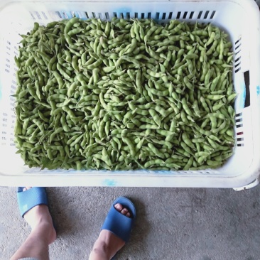 毛豆大量上市