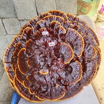 湘西超大灵芝盆景专业合作种植源头产地一手货源价格便宜。