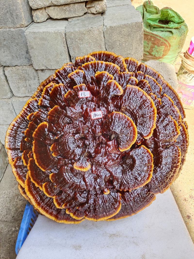 湘西超大灵芝盆景专业合作种植源头产地一手货源价格便宜。