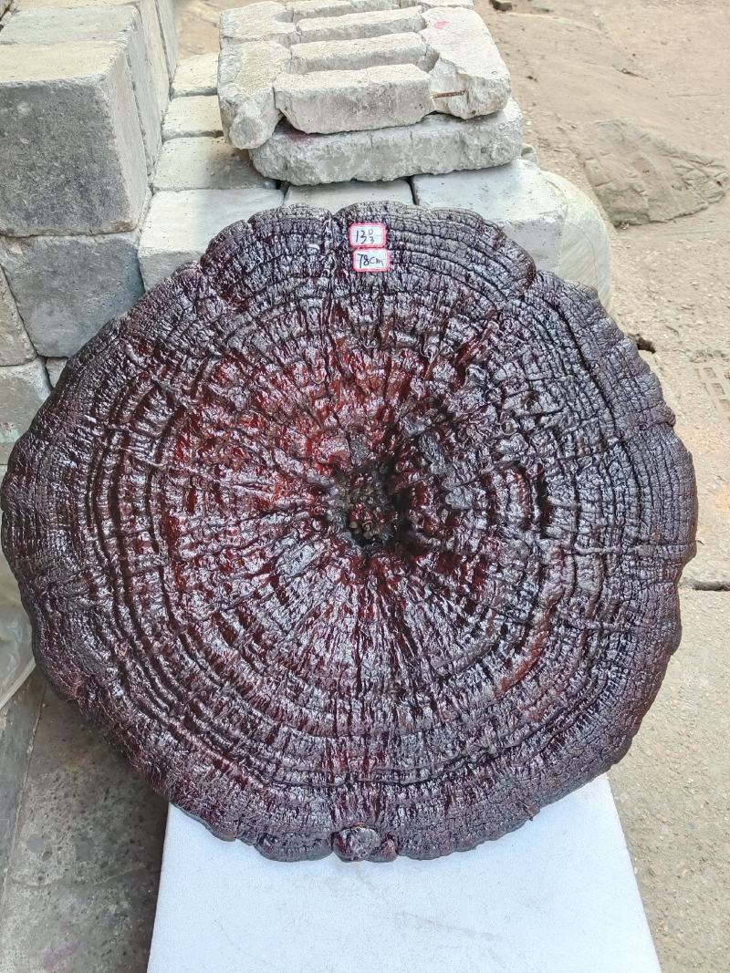 湘西超大灵芝盆景专业合作种植源头产地一手货源价格便宜。