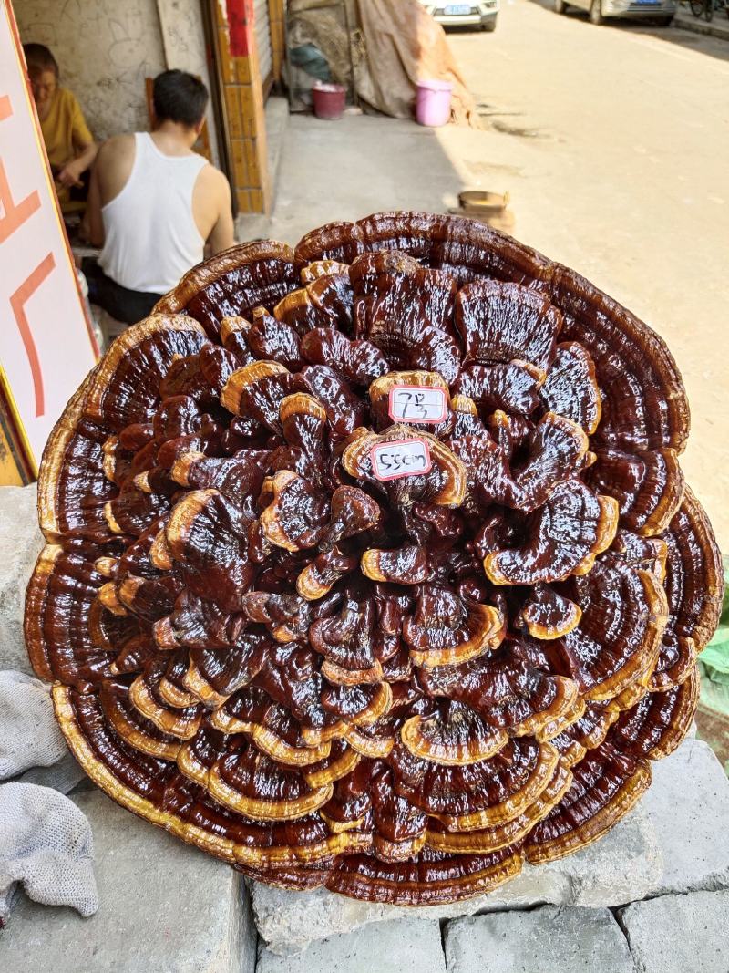 湘西超大灵芝盆景专业合作种植源头产地一手货源价格便宜。