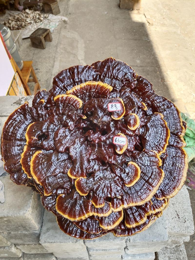 湘西超大灵芝盆景专业合作种植源头产地一手货源价格便宜。