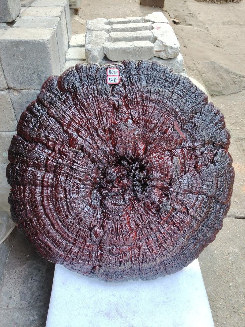 湘西超大灵芝盆景专业合作种植源头产地一手货源价格便宜。