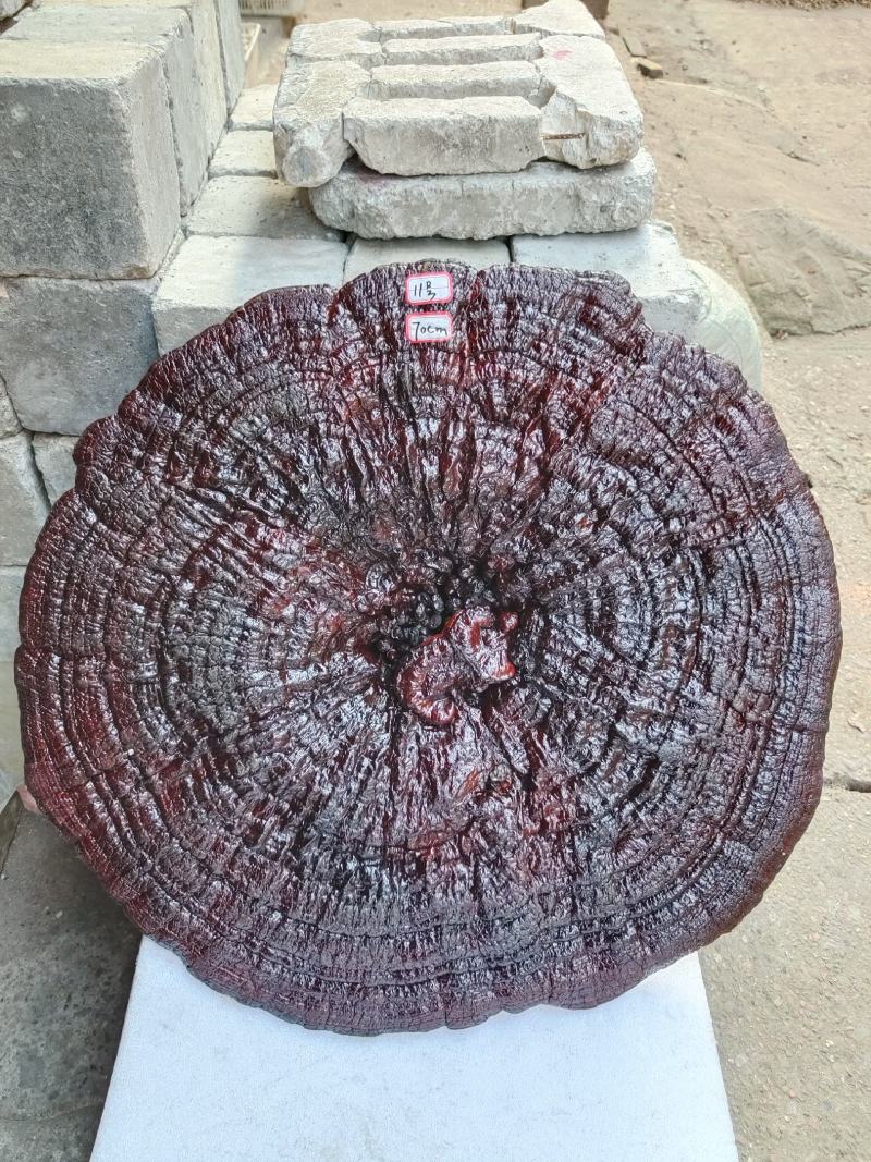 湘西超大灵芝盆景专业合作种植源头产地一手货源价格便宜。