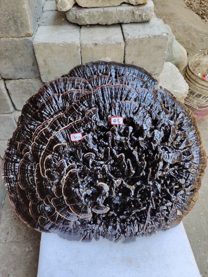 湘西超大灵芝盆景专业合作种植源头产地一手货源价格便宜。