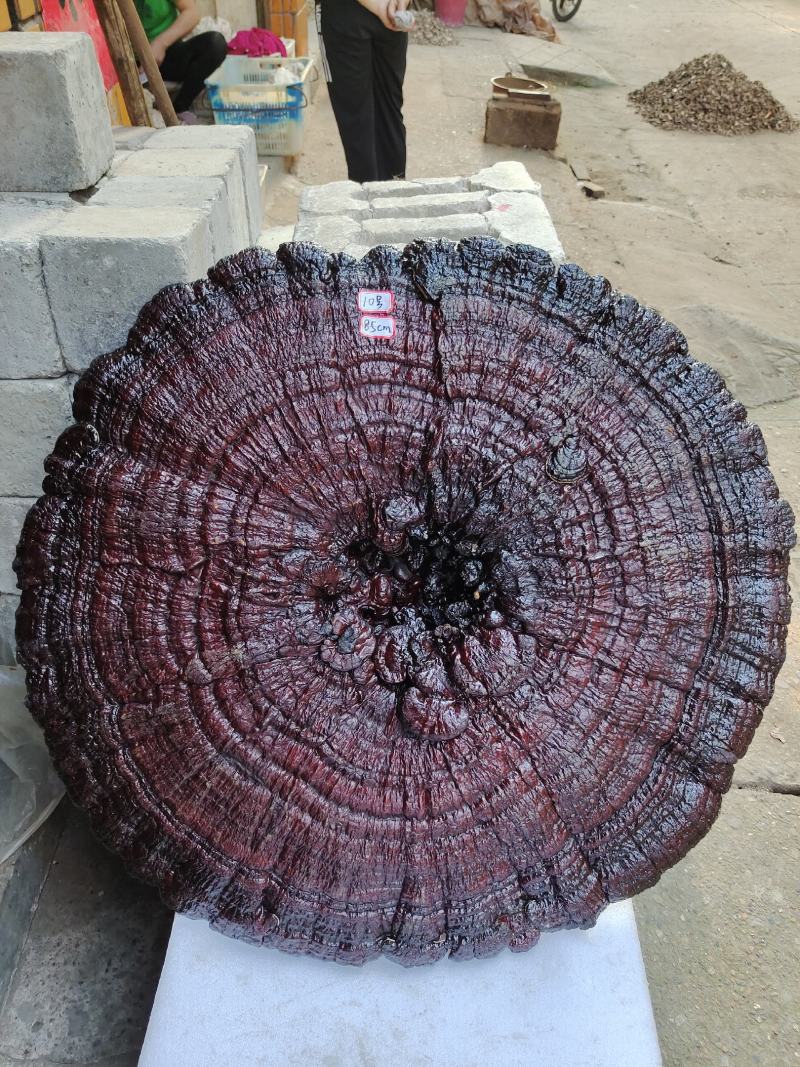 湘西超大灵芝盆景专业合作种植源头产地一手货源价格便宜。
