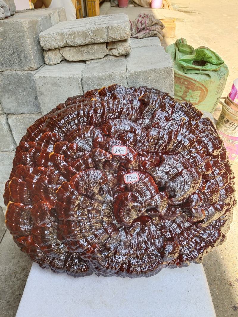 湘西超大灵芝盆景专业合作种植源头产地一手货源价格便宜。