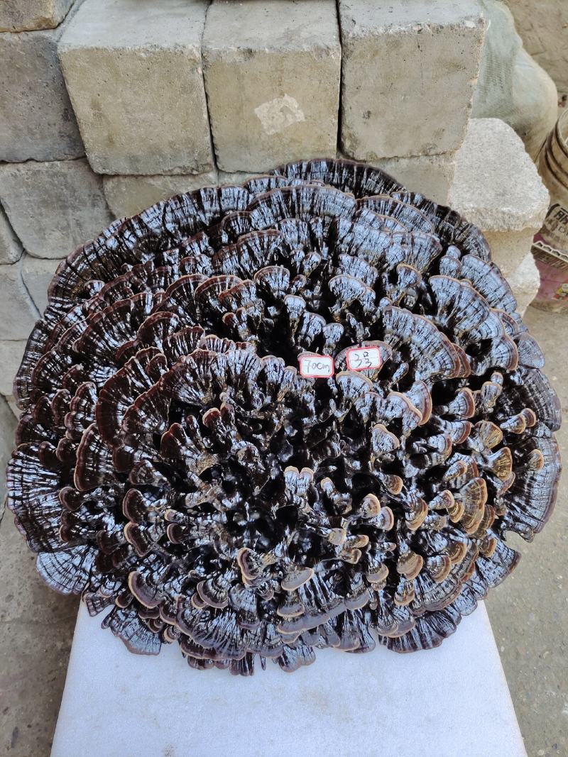 湘西超大灵芝盆景专业合作种植源头产地一手货源价格便宜。