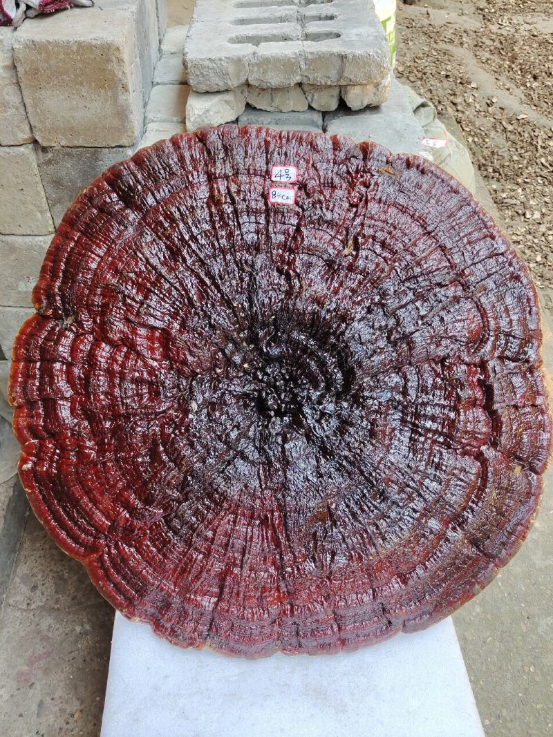 湘西超大灵芝盆景专业合作种植源头产地一手货源价格便宜。