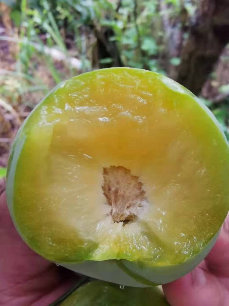 蜂糖李