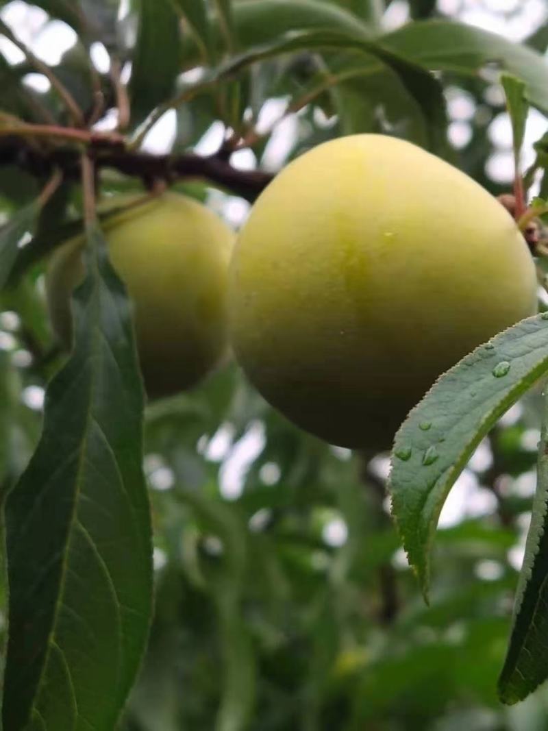 蜂糖李