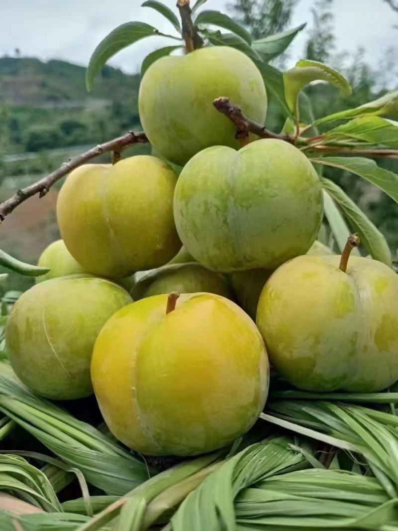 蜂糖李