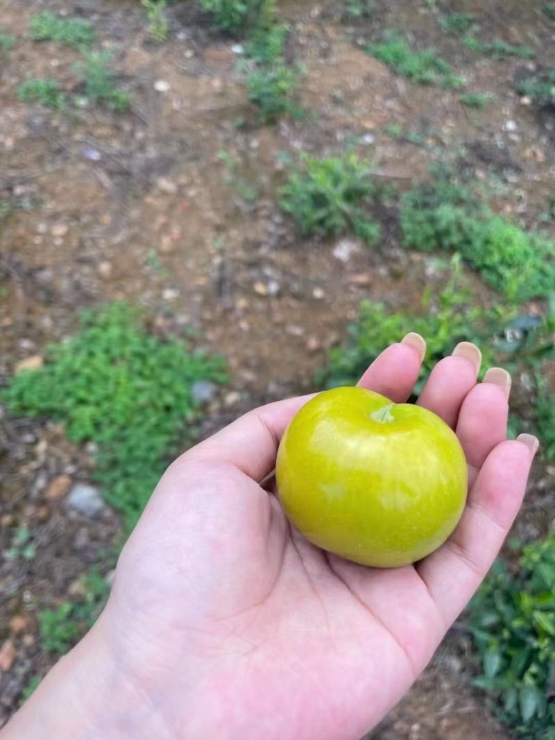 蜂糖李