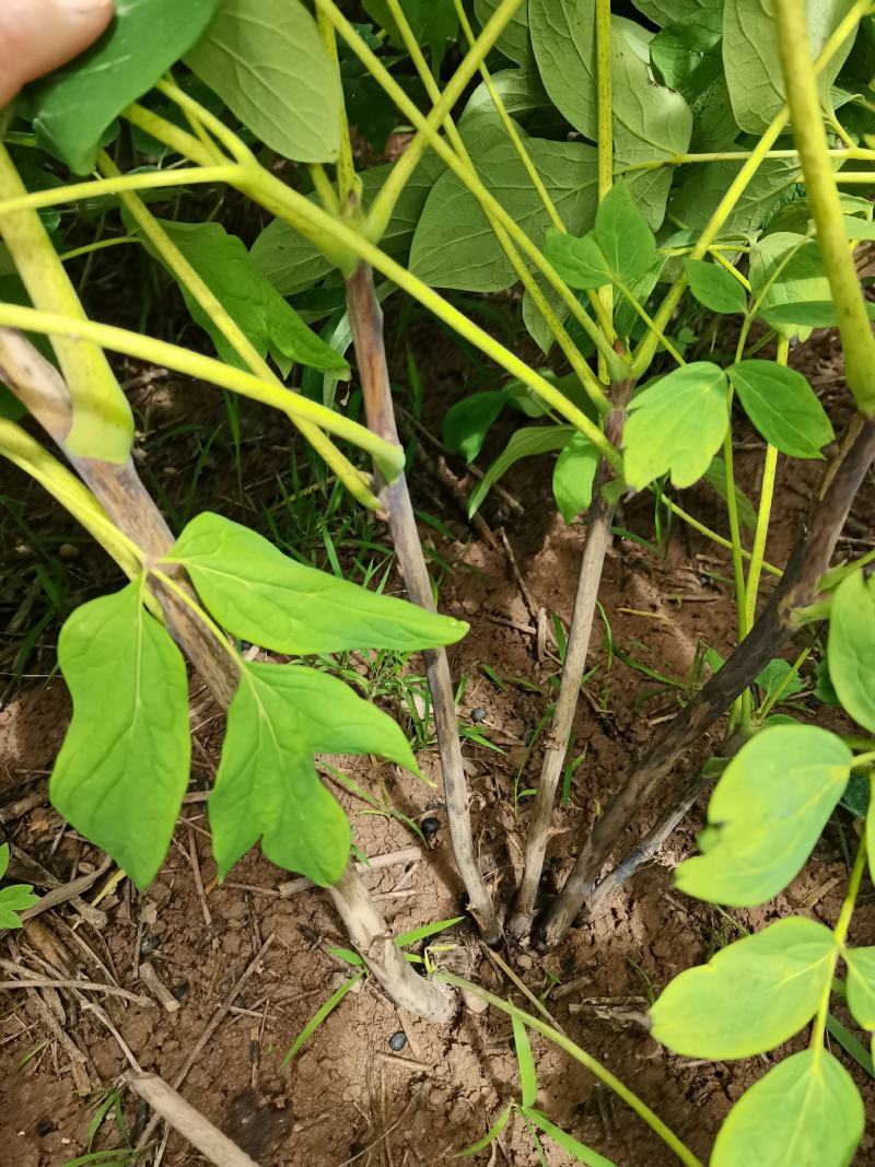 油牡丹苗，80cm以上，多股牡丹苗，牡丹苗，量大从优