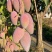 攀枝花特色芒果