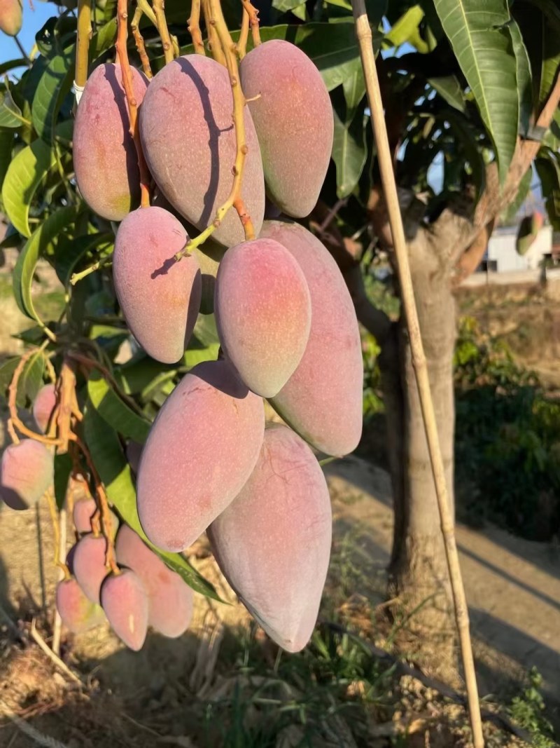攀枝花特色芒果