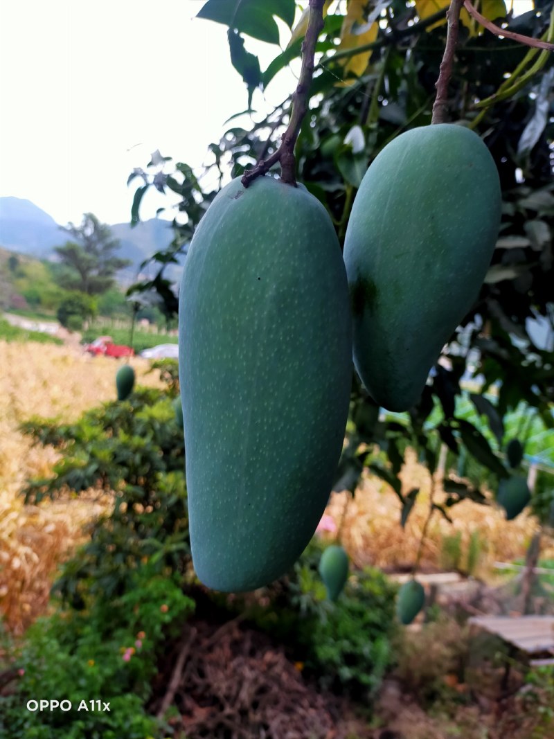 攀枝花特色芒果
