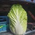精品玲珑黄矮棵黄心白菜87/114白菜大量有货
