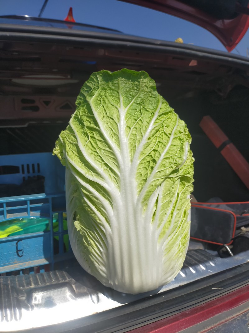 精品玲珑黄矮棵黄心白菜87/114白菜大量有货