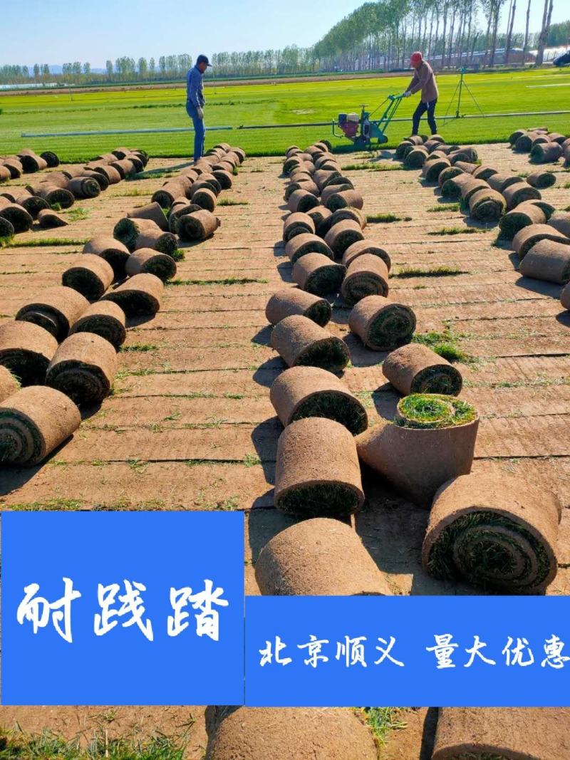 北京顺义优质草坪销售混播草坪高羊茅早熟禾果岭