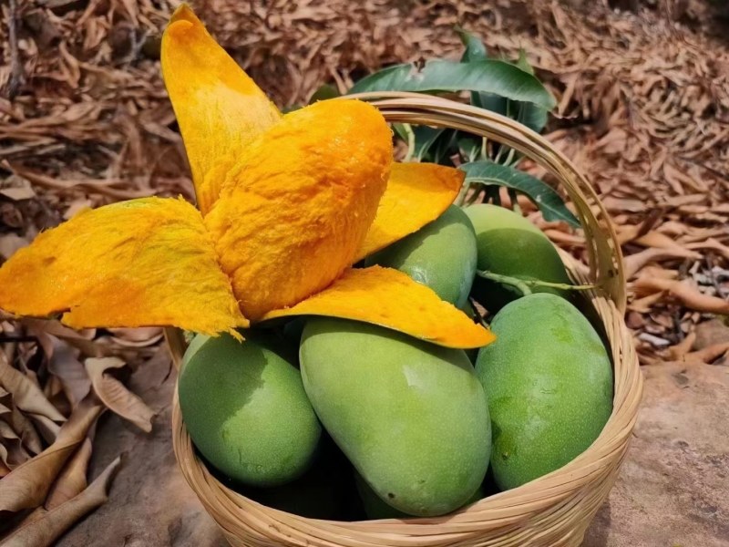 攀枝花特色芒果
