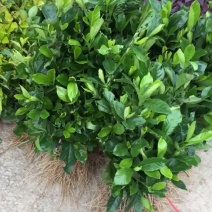 大叶栀子花苗浓香型庭院绿化四季常青树苗盆栽开花卉小苗盆景
