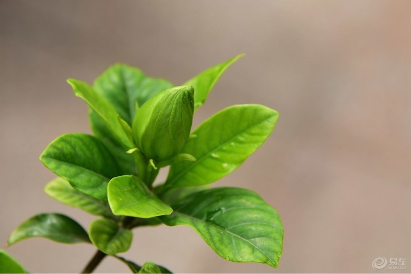 大叶栀子花苗浓香型庭院绿化四季常青树苗盆栽开花卉小苗盆景