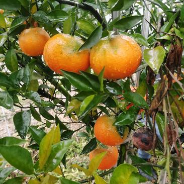 明日见柑橘苗阿思蜜柑橘苗基地批发现起现发合同质保