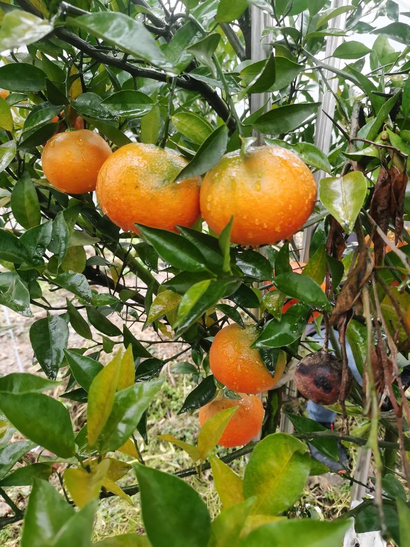 明日见柑橘苗阿思蜜柑橘苗基地批发现起现发合同质保