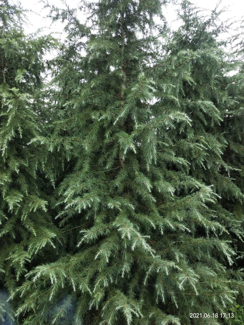 【有好货出售五米雪松雪松树货源充足价格美丽圣诞树