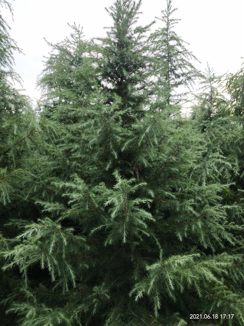 【有好货出售五米雪松雪松树货源充足价格美丽圣诞树